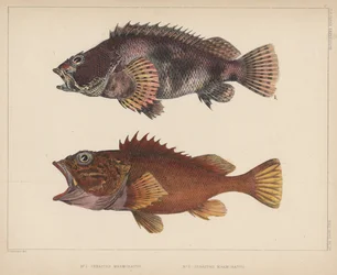 Sebastes Marmoratus